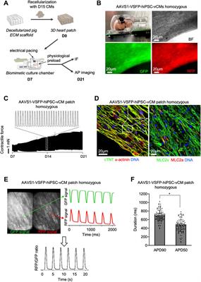 High-throughput optical action potential recordings in hiPSC-derived cardiomyocytes with a genetically encoded voltage indicator in the AAVS1 locus